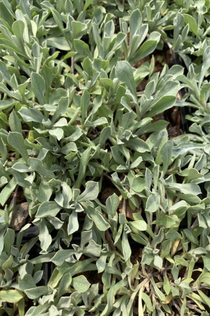 Antennaria dioica прикореневе листя